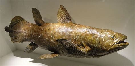 coelacanth fish found alive.